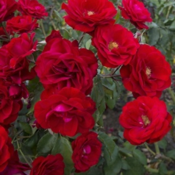 Meet your Posher, Rita - Picture 1 of 1